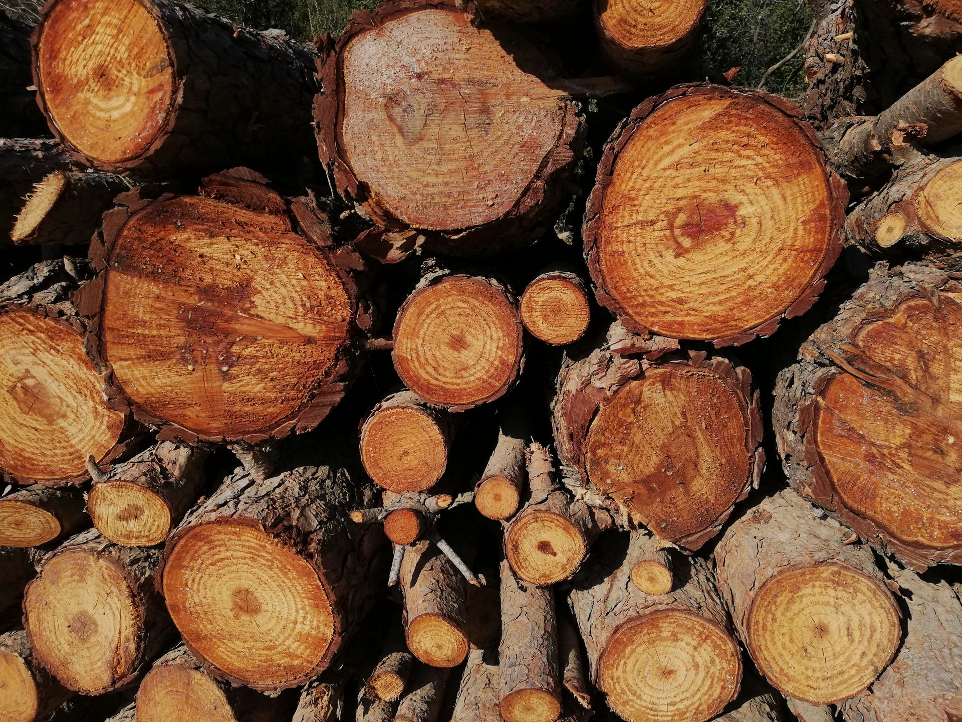 Stacked logs